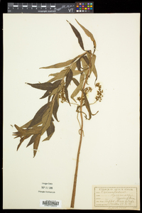 Lysimachia thyrsiflora image