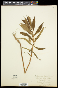 Lysimachia thyrsiflora image