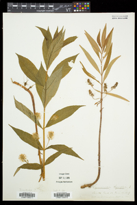 Lysimachia thyrsiflora image