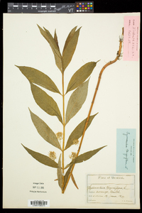 Lysimachia thyrsiflora image