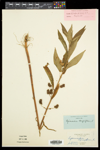 Lysimachia thyrsiflora image