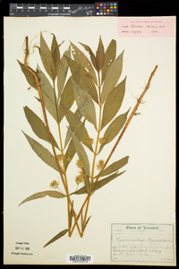 Lysimachia thyrsiflora image