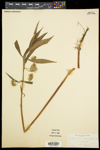 Lysimachia thyrsiflora image