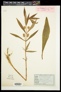 Lysimachia thyrsiflora image