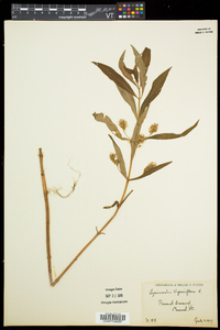 Lysimachia thyrsiflora image