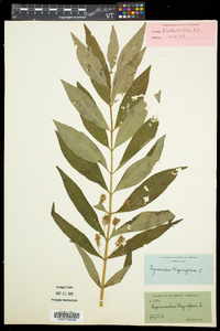 Lysimachia thyrsiflora image