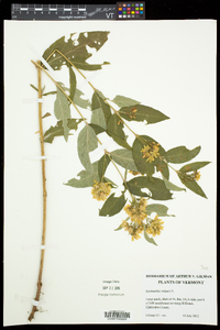 Lysimachia vulgaris image