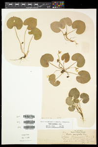 Viola renifolia image