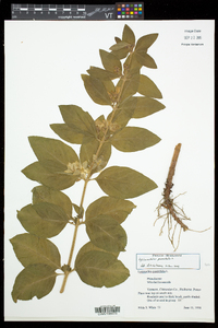 Lysimachia punctata image