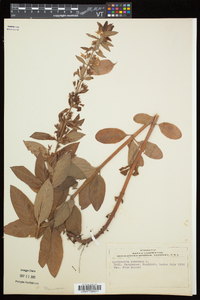 Lysimachia punctata image