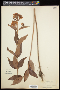 Lysimachia vulgaris image