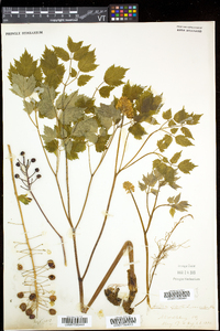 Actaea rubra image