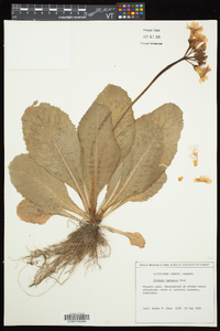 Primula japonica image