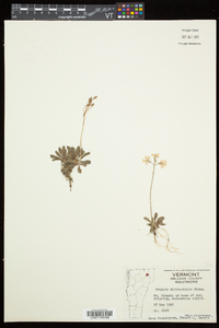 Primula mistassinica image