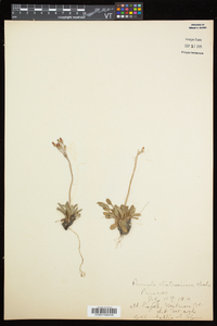 Primula mistassinica image