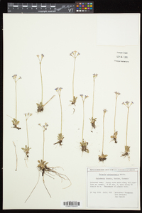 Primula mistassinica image