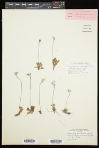 Primula mistassinica image