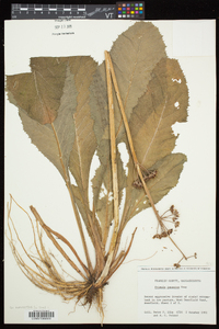 Primula japonica image