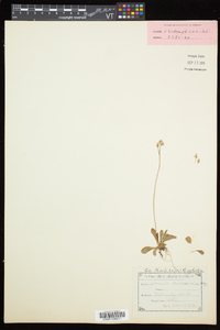 Primula mistassinica image
