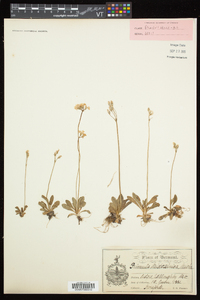 Primula mistassinica image