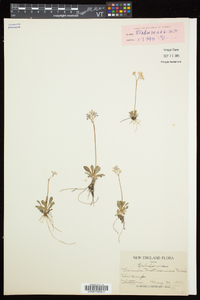 Primula mistassinica image