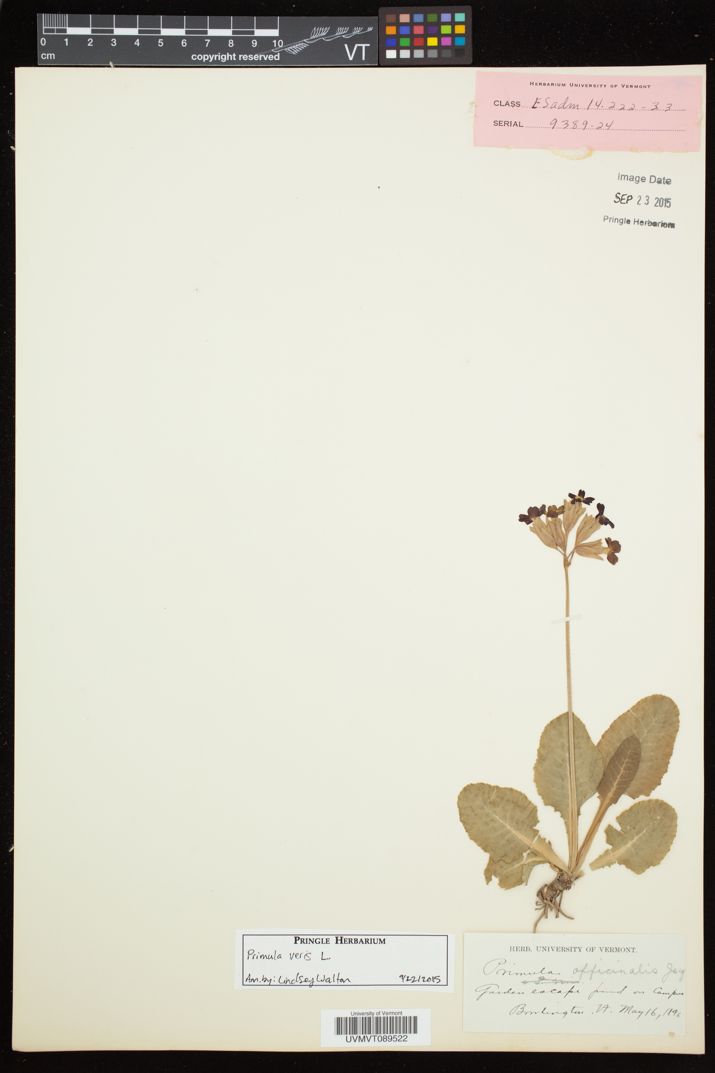 Primula veris image