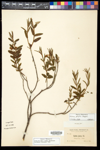 Kalmia polifolia image