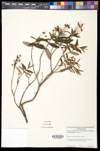 Kalmia polifolia image