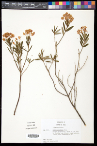 Kalmia polifolia image