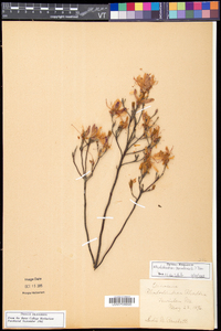 Rhododendron canadense image