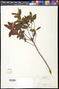 Rhododendron canadense image