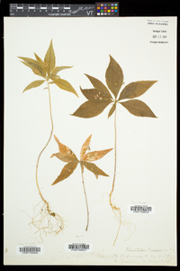 Trientalis borealis image