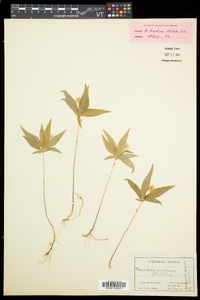 Trientalis borealis image