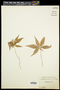 Trientalis borealis image