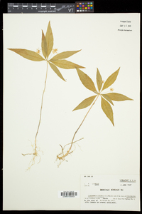 Trientalis borealis image