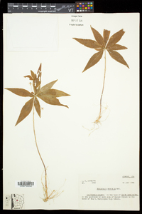 Trientalis borealis image