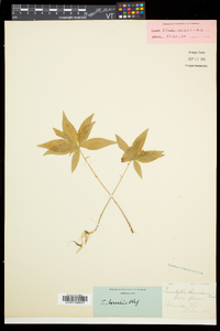 Trientalis borealis image