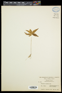 Trientalis borealis image