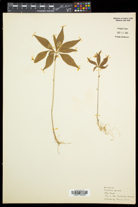 Trientalis borealis image