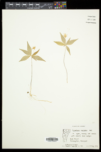 Trientalis borealis image