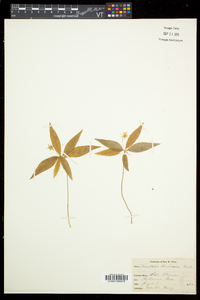 Trientalis borealis image