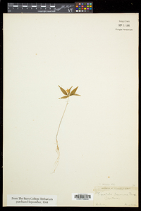 Trientalis borealis image