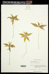 Trientalis borealis image