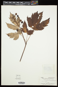 Actaea rubra image