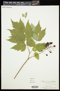 Actaea rubra image