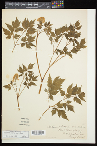 Actaea rubra image