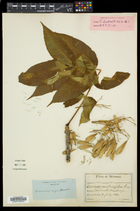 Fraxinus nigra image