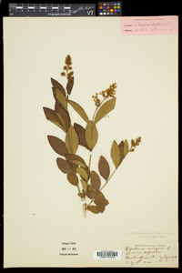Ligustrum obtusifolium var. obtusifolium image