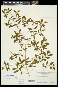 Ligustrum leucanthum image