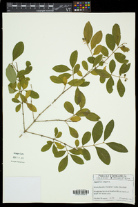 Ligustrum vulgare image